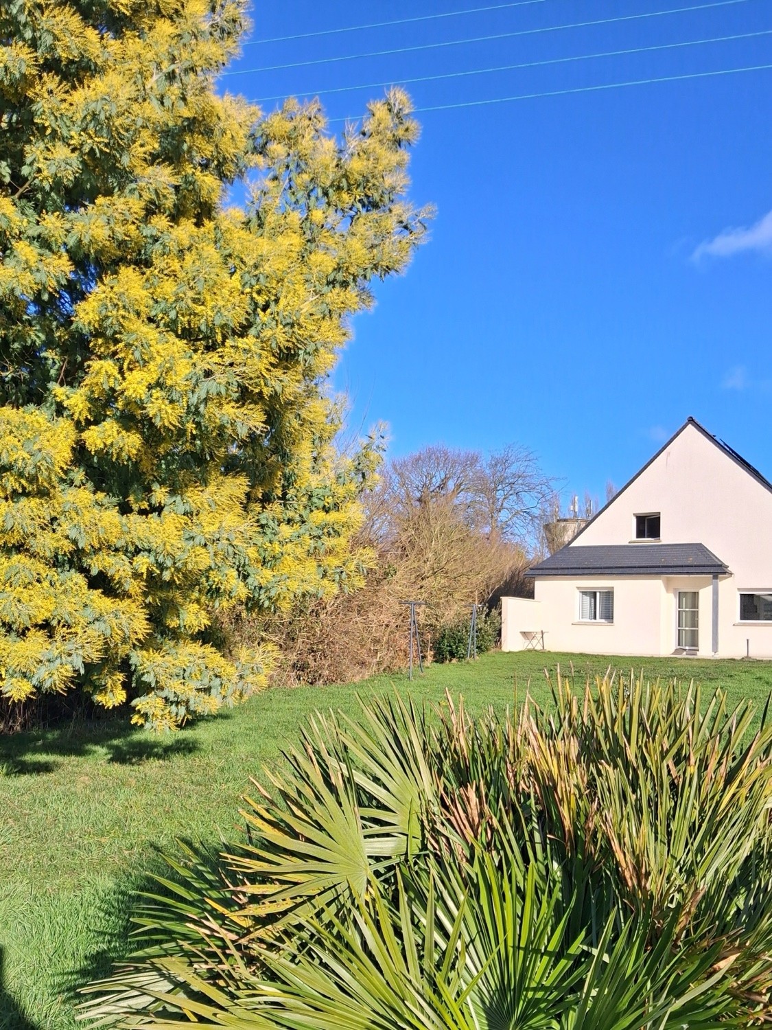 Le mimosa en fleurs en janvier dans le jardin, la maison au fond